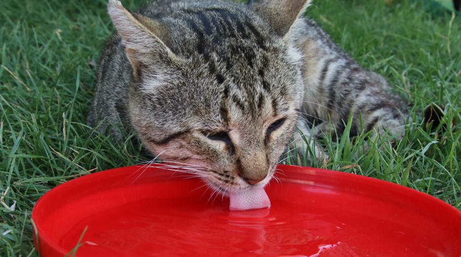 Annabell versorgt die Campingplatzkatze.