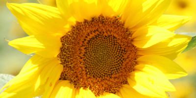 image from Pause im Donaudelta