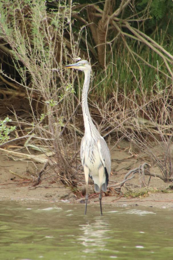 Auch hier gibt es Reiher.