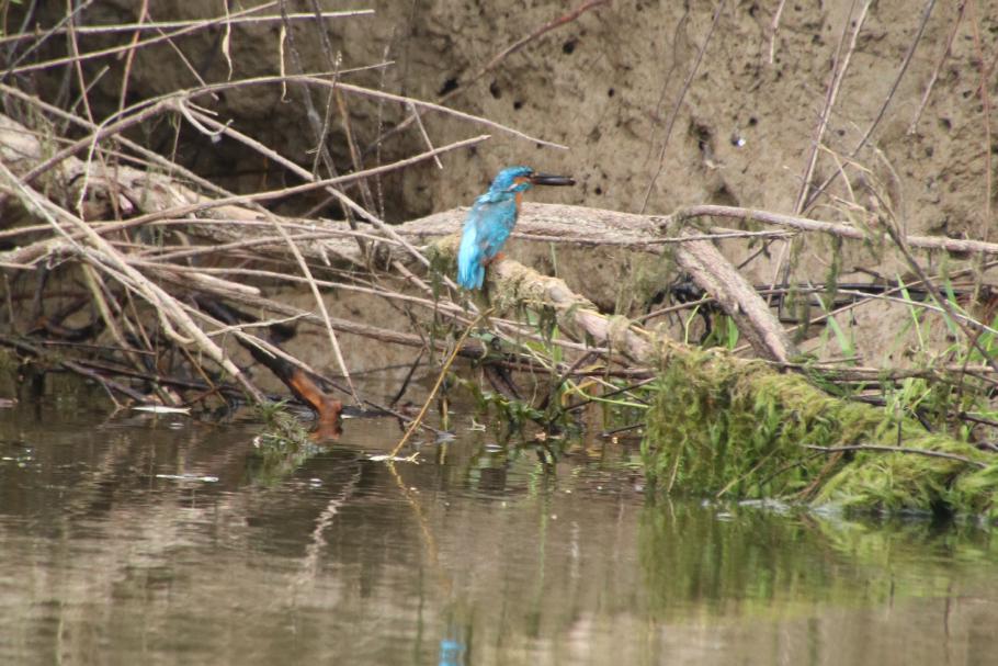 Auffälliger kleiner blauer Kerl.