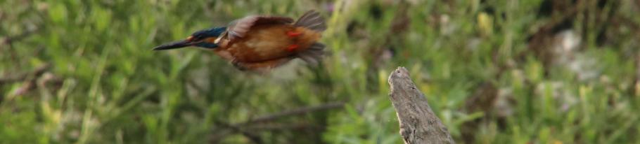 Und leider auch recht scheu.