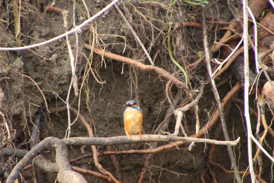 Auf der anderen Seite ist er orange-braun.