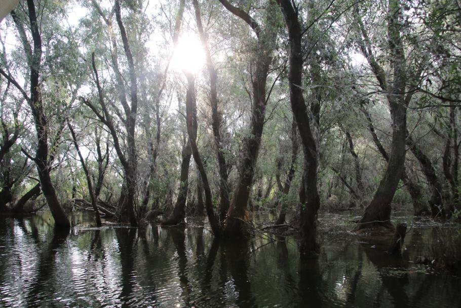 Sieht fast wie Mangroven aus.