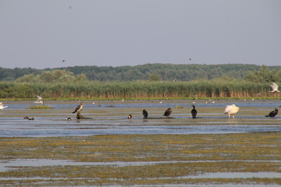 Hier leben unzählige Wasservögel. Die großen dunklen sind Kormorane.