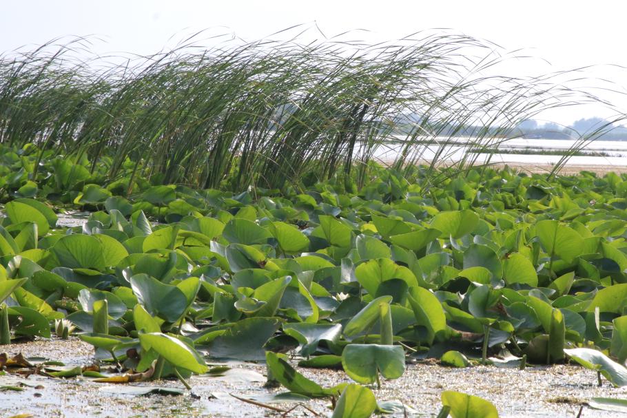 Schilf und Seerosen bilden ein einzigartiges Ökosystem.