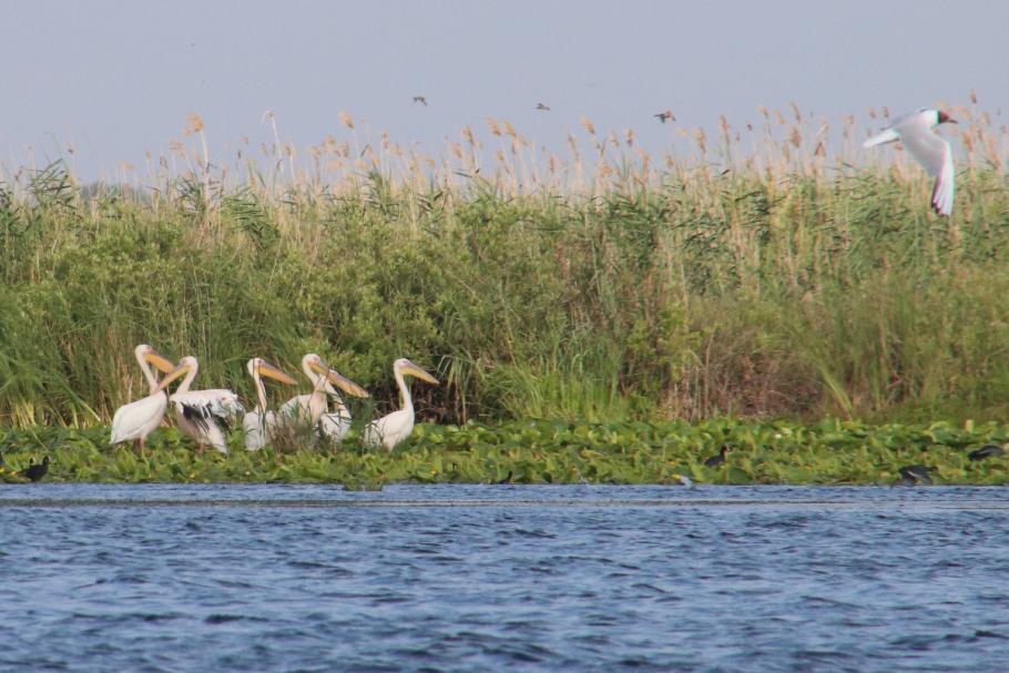 In einiger Entfernung steht eine Gruppe Pelikane, deren Größe uns beeindruckt.