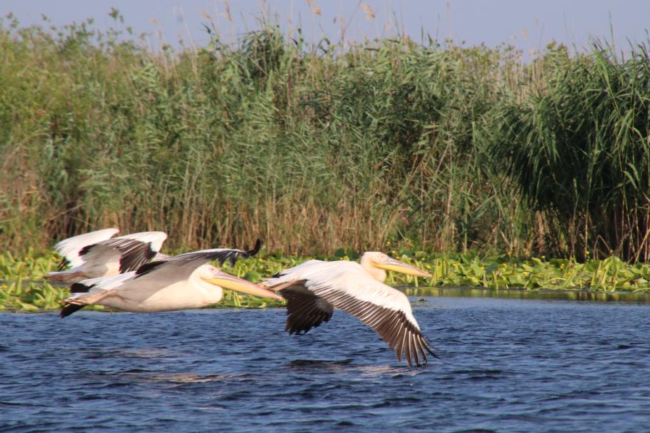 Ein anderes Boot nähert sich zu schnell und schreckt sie auf.