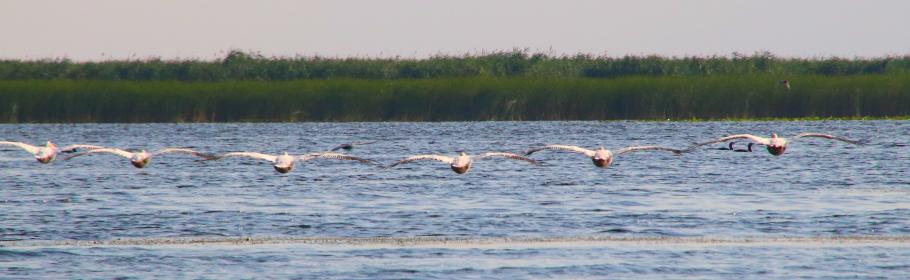 Geordneter Rückzug.