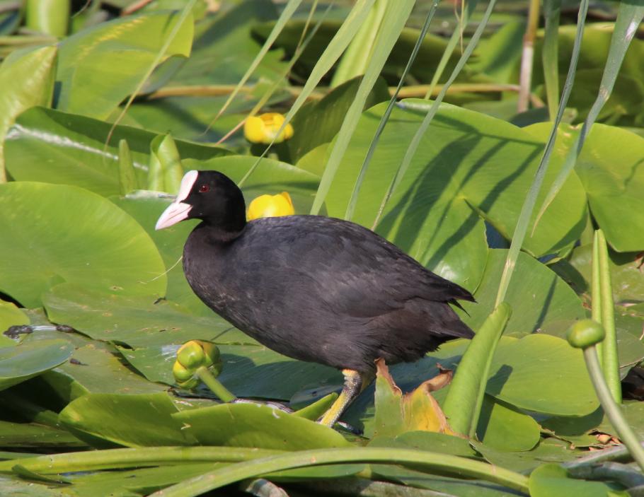 Fotogenes Blässhuhn.