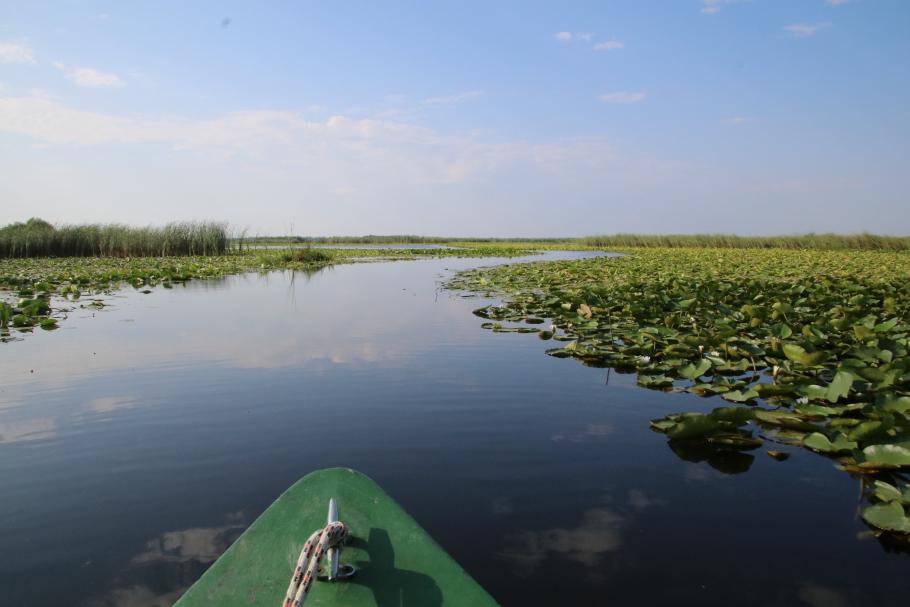 Überall blühen die Seerosen.