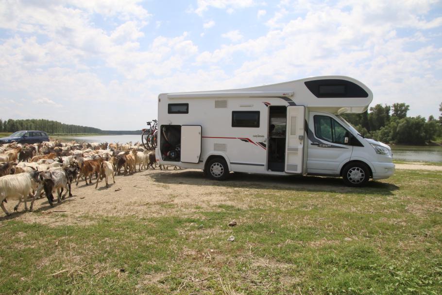 Wir staunen nicht schlecht, als ein Hirte eine Herde Ziegen über den Rastplatz treibt.