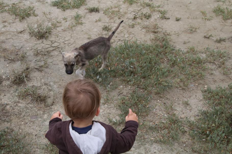 Mattis hat sich ein Hundebaby angelacht. Trotz Familienabstimmung für &lsquo;mitnehmen&rsquo; (3:2) bleibt es aber hier.