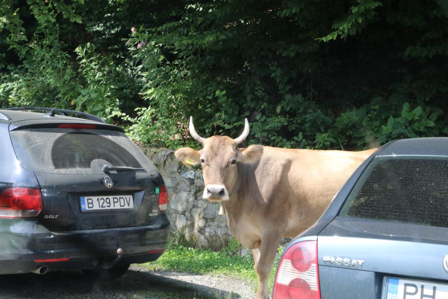 Parkplatz weggeschnappt.