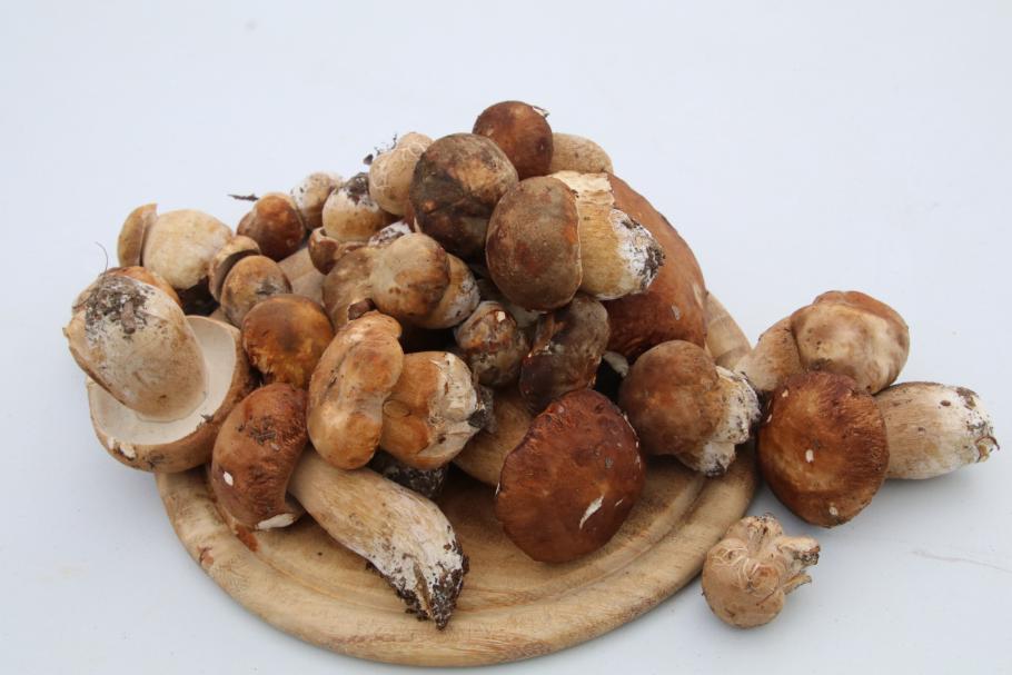 Das wird unser Abendessen.