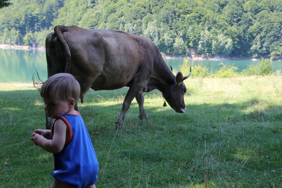 Mattis versucht, sich eine Kuh anzulachen.