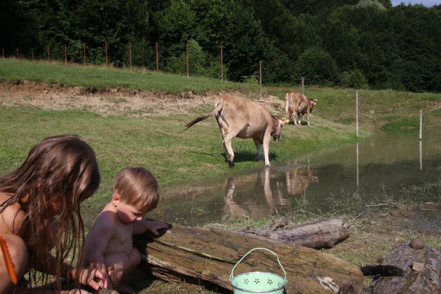 Die Kühe lassen sich immer mal wieder blicken.