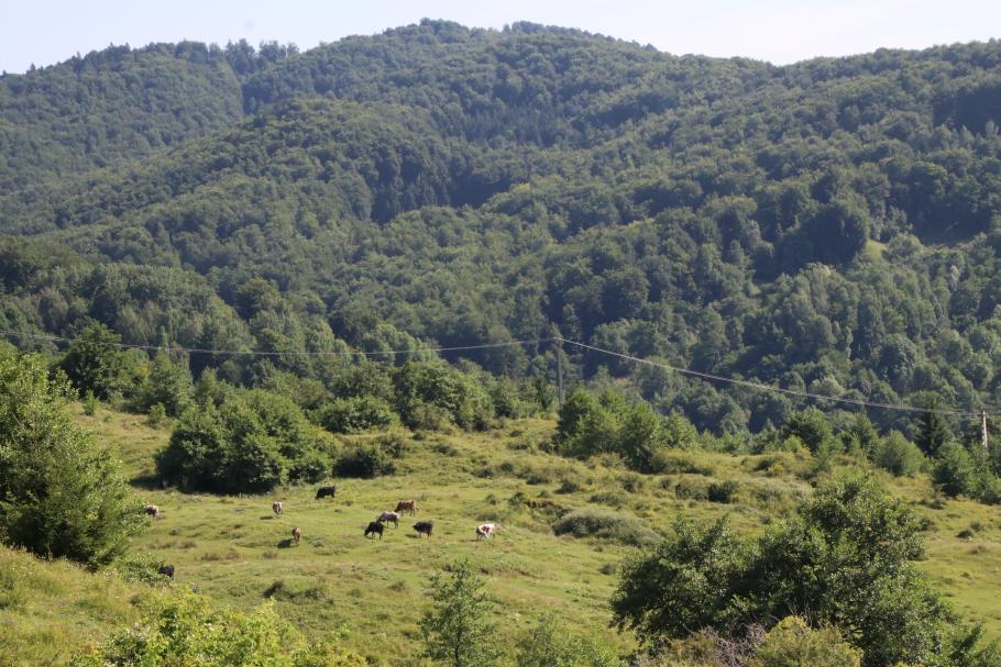 Da läuft unser Steak!