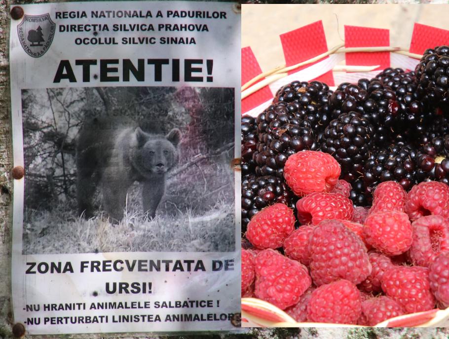 Braunbär-Steak oder Brombeer-Shake?