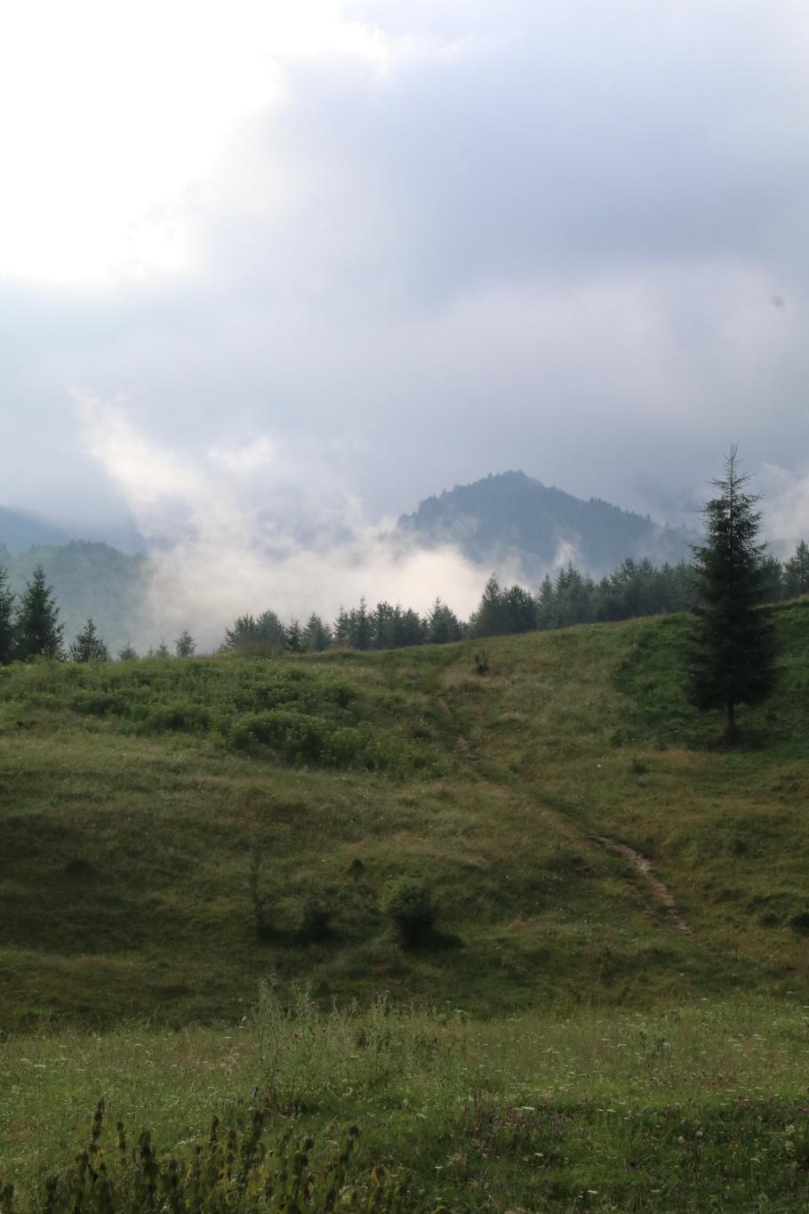 Der Wald dampft noch vom Regen.