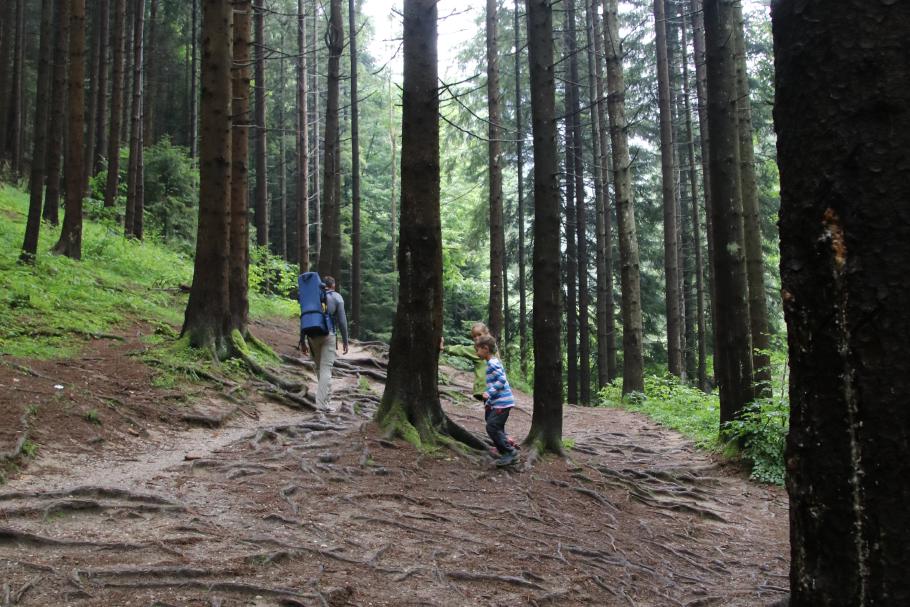 Der Wald lädt zum Wandern ein.