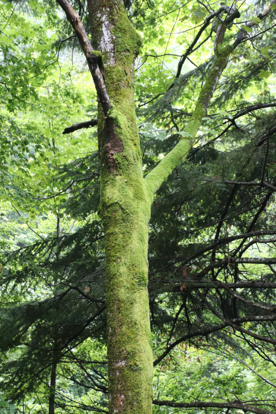 Aufgrund der nahen Berge fällt hier viel Regen. Überall ist es grün.