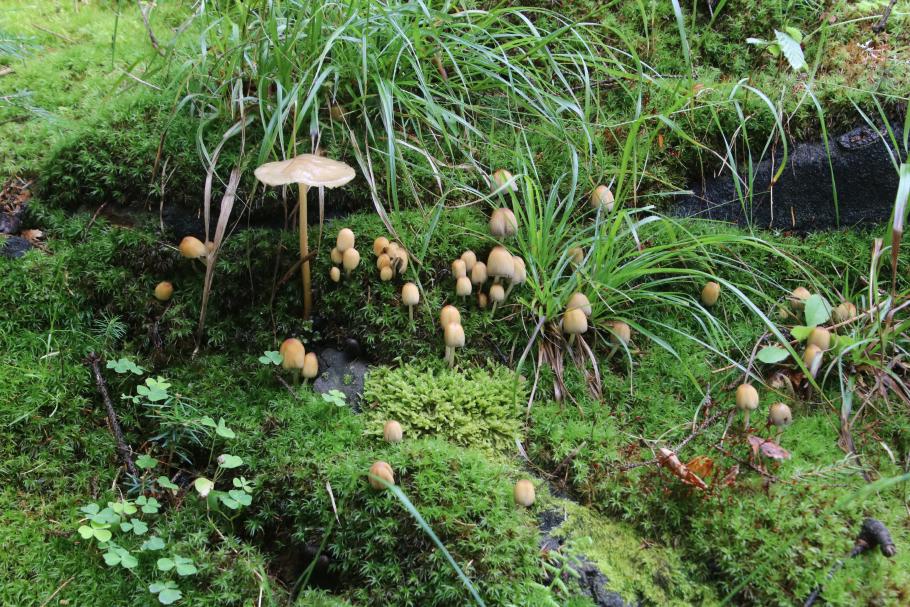 Dekorativ. Aber vermutlich giftig.