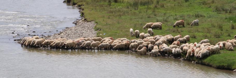 Am Fluss neben der Landstraße trinken die Schafe.