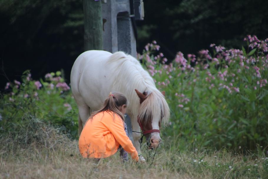 Die Wiese nebenan gehört dem Ponny.