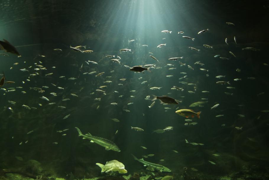 Hier gibt es das größte Süßwasseraquarium Europas.