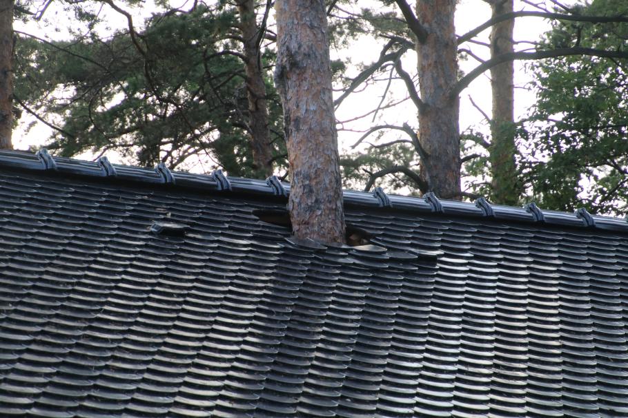 Der Park ist wirklich gut in den Wald integriert!