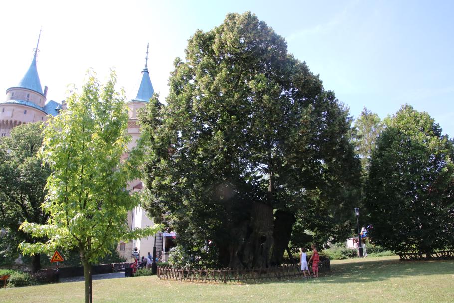 Vor dem Schloss steht eine beeindruckende, etwa 700 Jahre alte Linde.