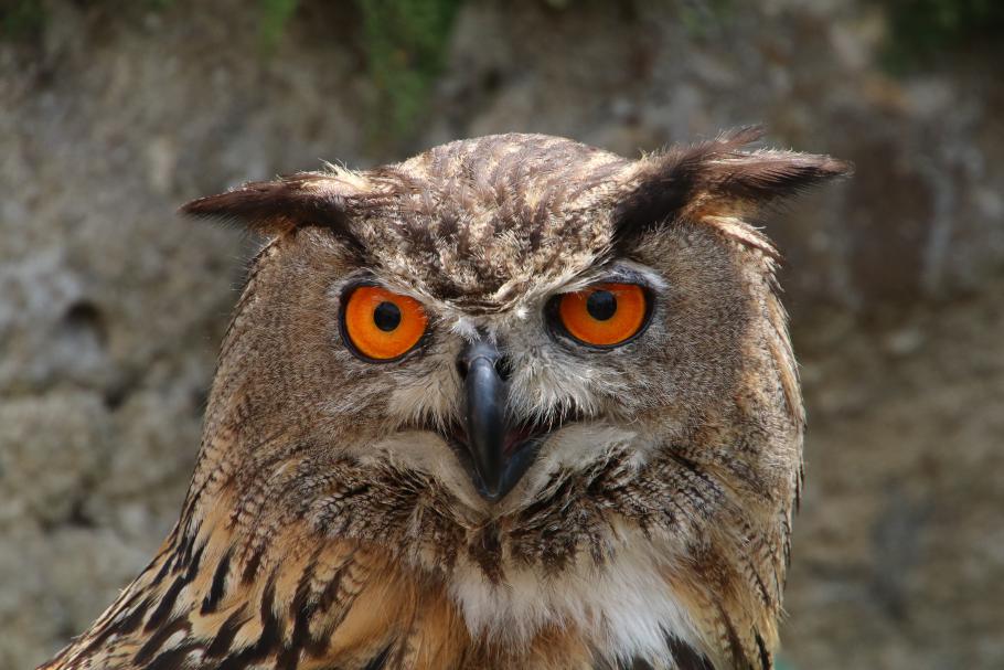 Der enorm große Uhu beeindruckt uns.
