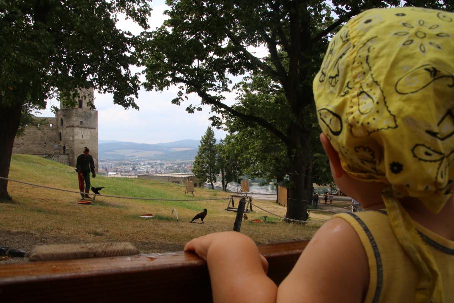Am Ende schauen wir uns noch eine Greifvogel-Show an.