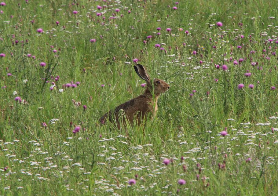Hier gibt es große Blumenwiesen.