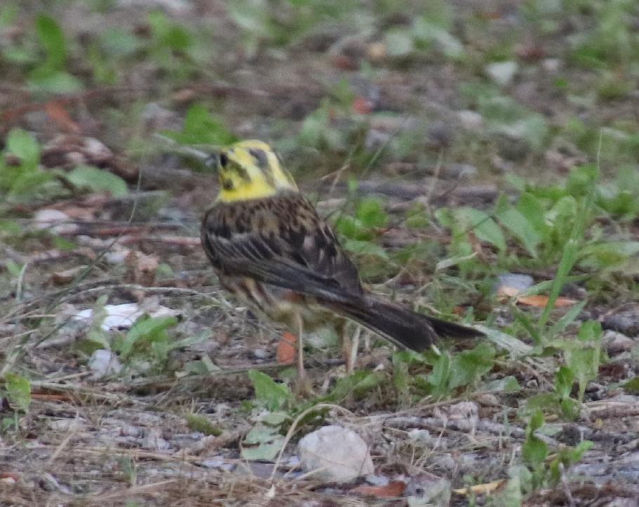 Annabell entdeckt und fotografiert eine Goldammer.