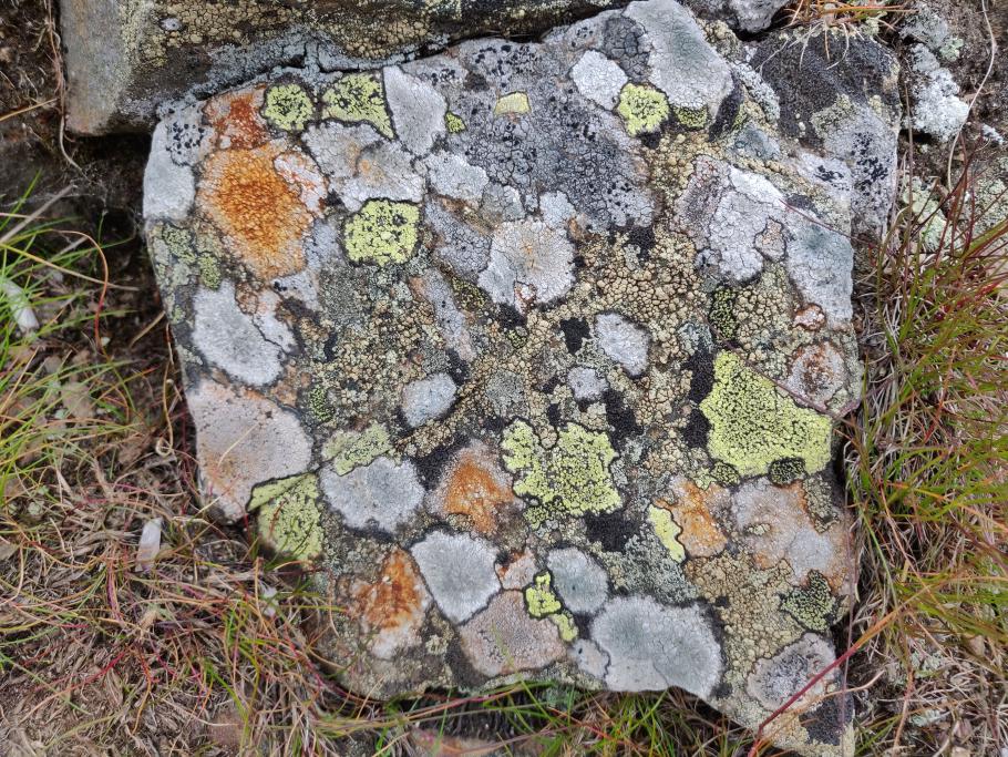 Dieses Kunstwerk ist von allein gewachsen.