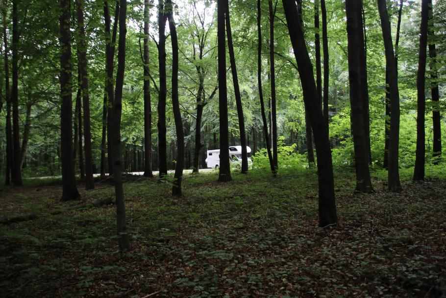 In diesem tollen Wald werden wir übernachten.