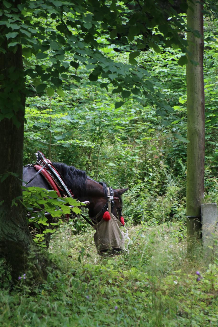 Hier haben sogar die Pferde Corona-Masken auf ¹.