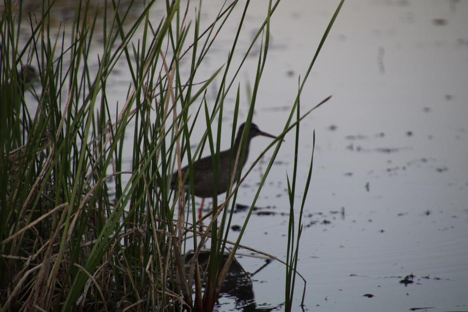 Was raschelt denn da im Schilf?