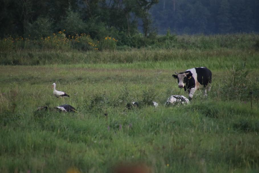 Im Hintergrund ertönt friedliches Gemuhe.