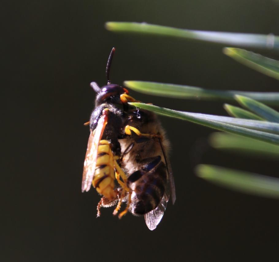 Ein Bienenwolf hat eine Honigbiene erbeutet.