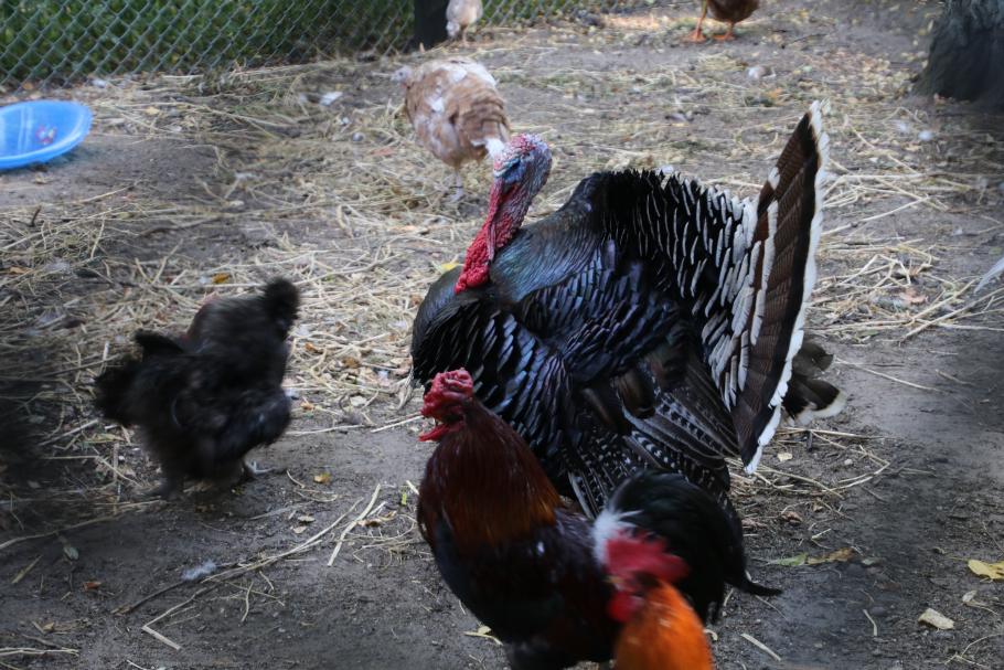 Es gibt hier Geflügel, Pferde, …