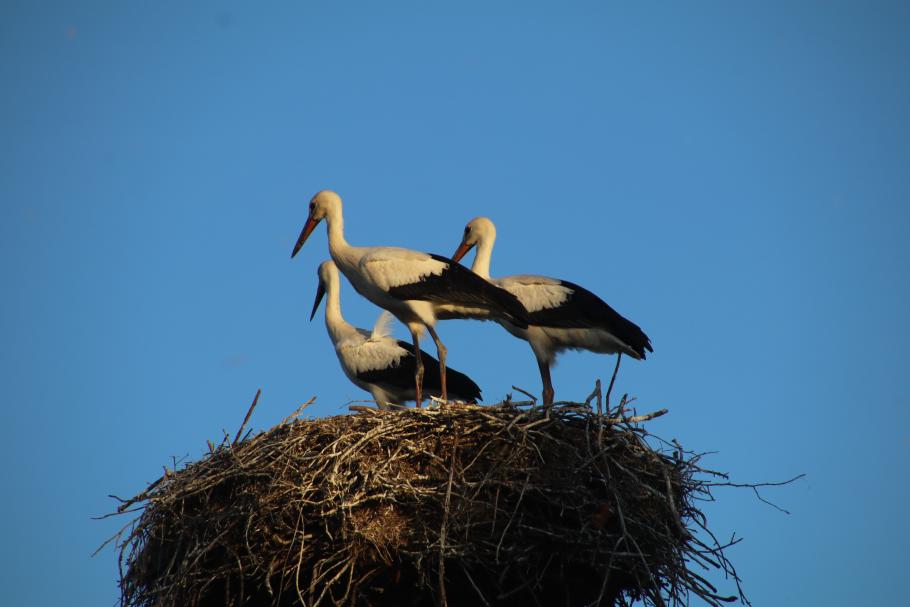 Die Störche genießen die letzte Abendsonne.