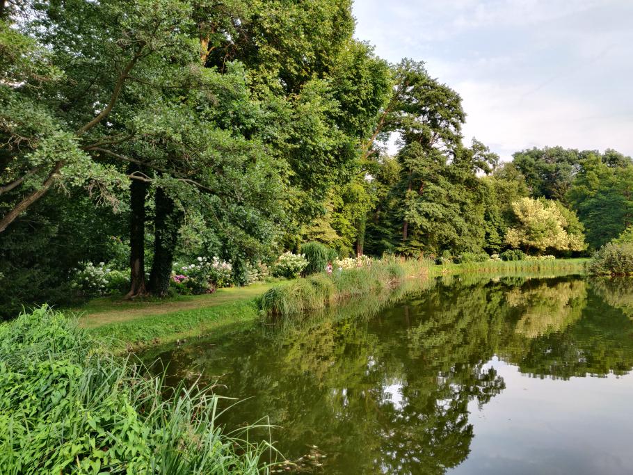 Am Teich blühen die Hortensien.