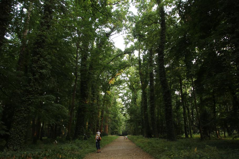 Zwischen den Jahrhunderte alten Eichen fühlen wir uns ganz klein.
