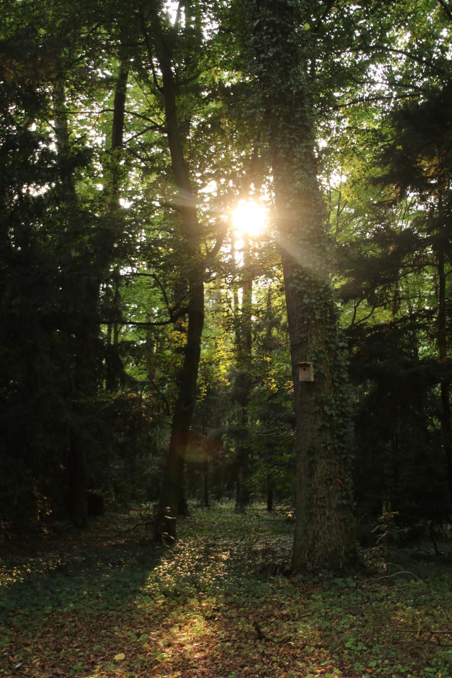 Die Sonne lässt sich zwischen den Bäumen blicken.
