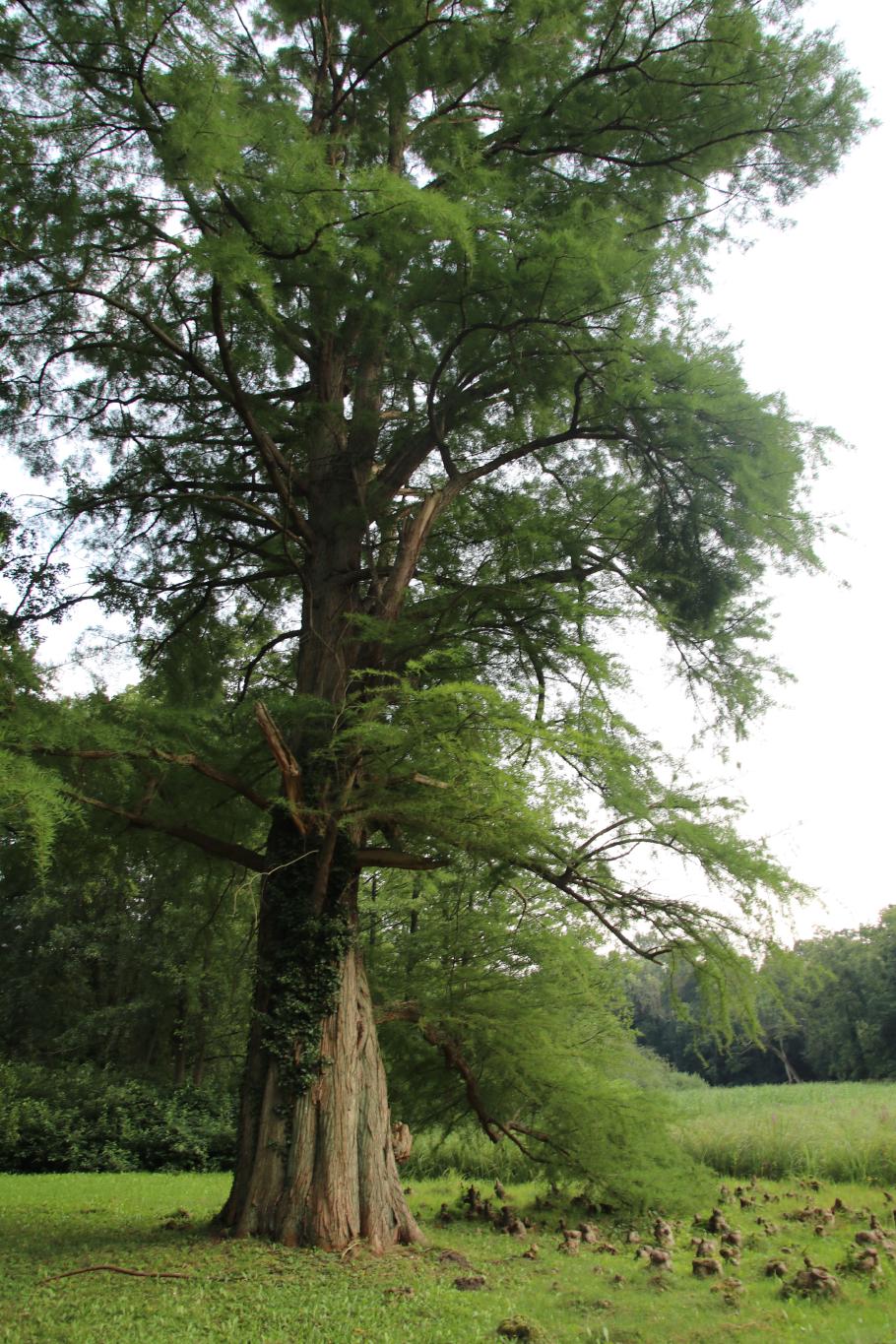 Sumpfzypresse mit Luftwurzeln.
