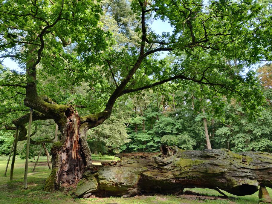 Diese Eiche hat ihre „Halbwertszeit“ überschritten.