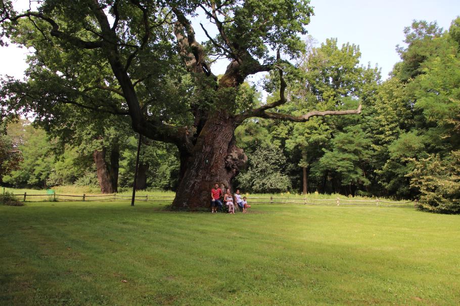 Zusammen zählen wir mehr als 600 Jahre und haben einen Umfang von über 10 Metern.