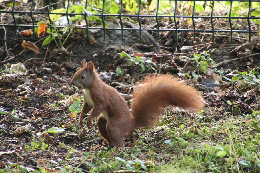 Annabell entdeckt ein sehr zahmes Eichhörnchen.